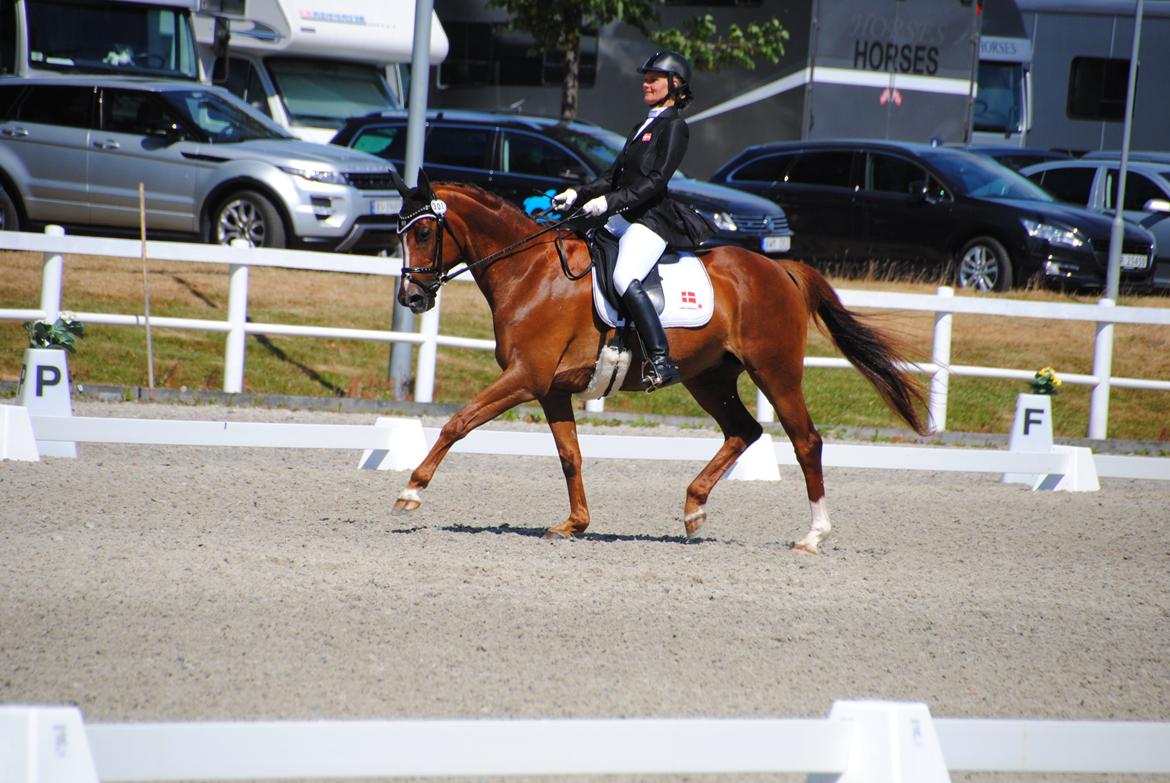 Trakehner Catwalk billede 15