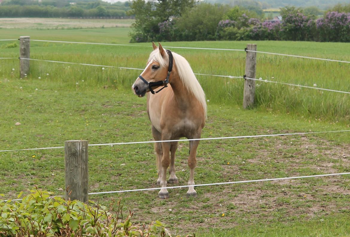 Haflinger Lounet`s Addi billede 5