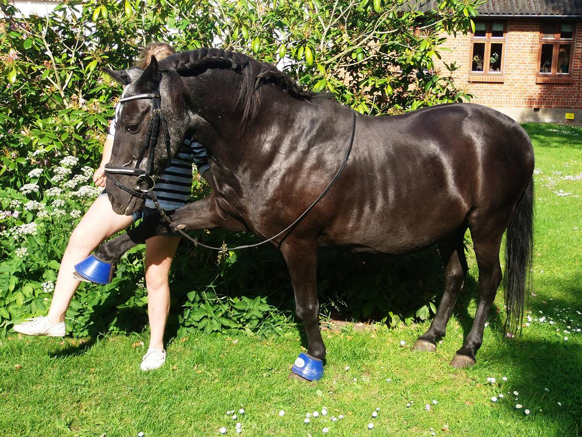 Anden særlig race Lukas billede 5