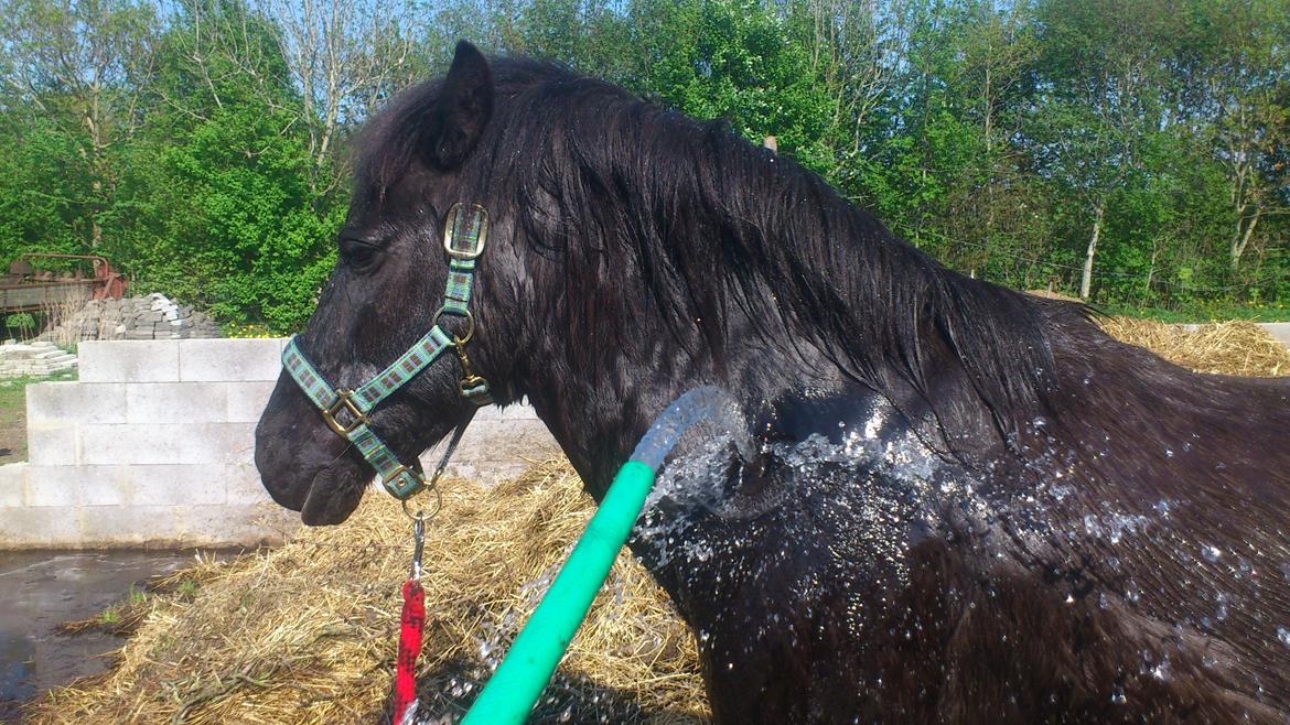 Anden særlig race Lukas billede 9