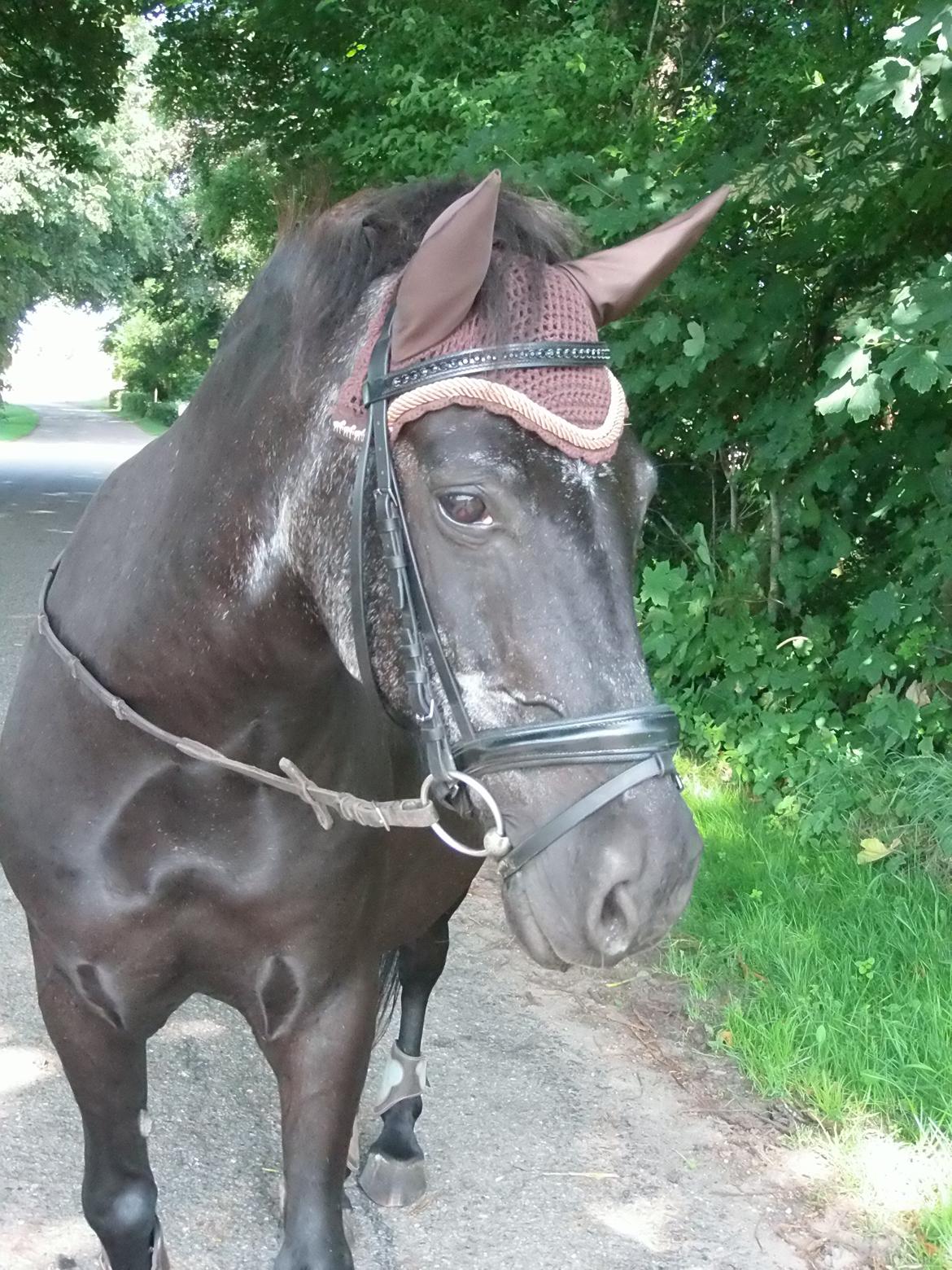 Anden særlig race Lukas billede 13