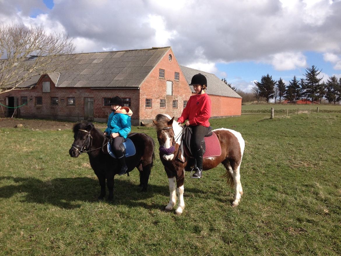 Pinto Blade  (låne pony) billede 6