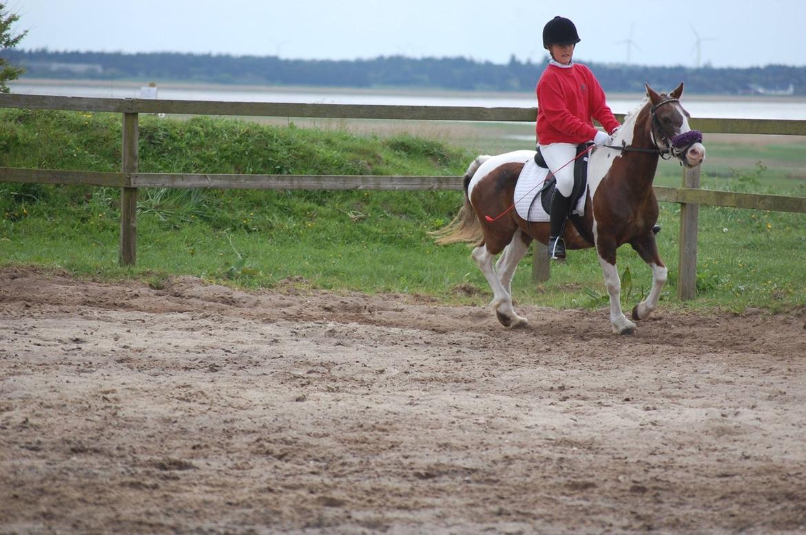 Pinto Blade  (låne pony) billede 10