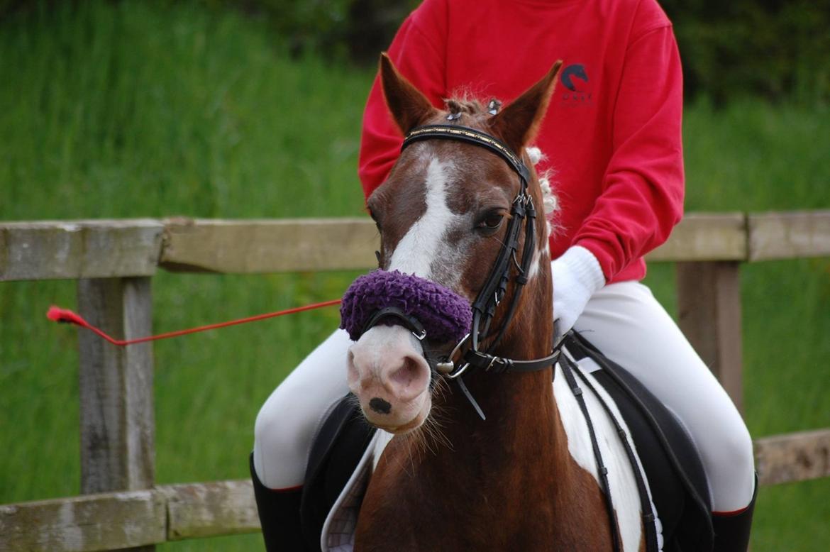 Pinto Blade  (låne pony) billede 18