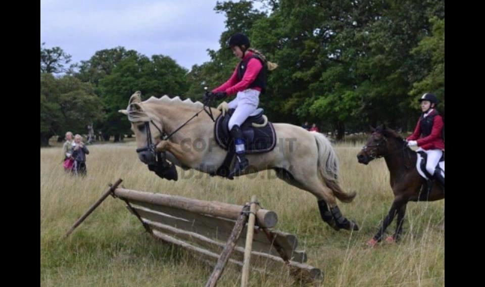 Fjordhest Thor Lysholm - Jagt i dyrehaven 2014 billede 6