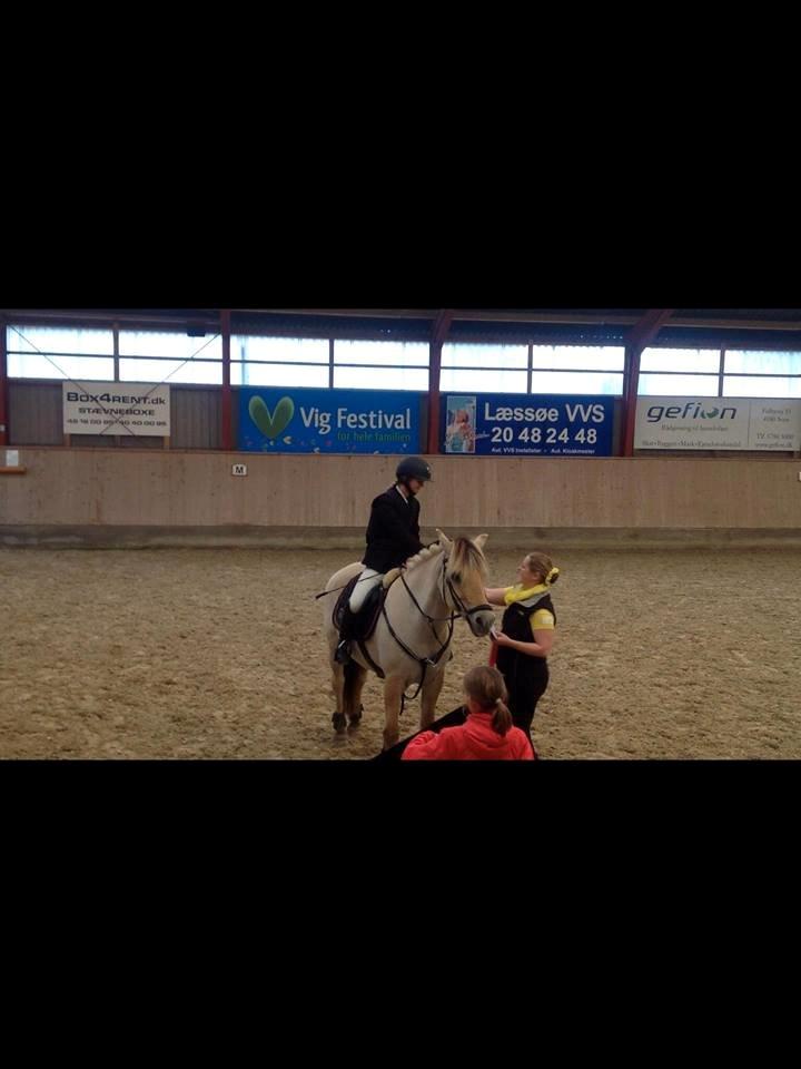 Fjordhest Thor Lysholm - Til præmieoverrækkelse hvor vi vandt en 1. plads og en 4. plads i juniorsjællandsmesterskabet i spring for fjordheste!  billede 19