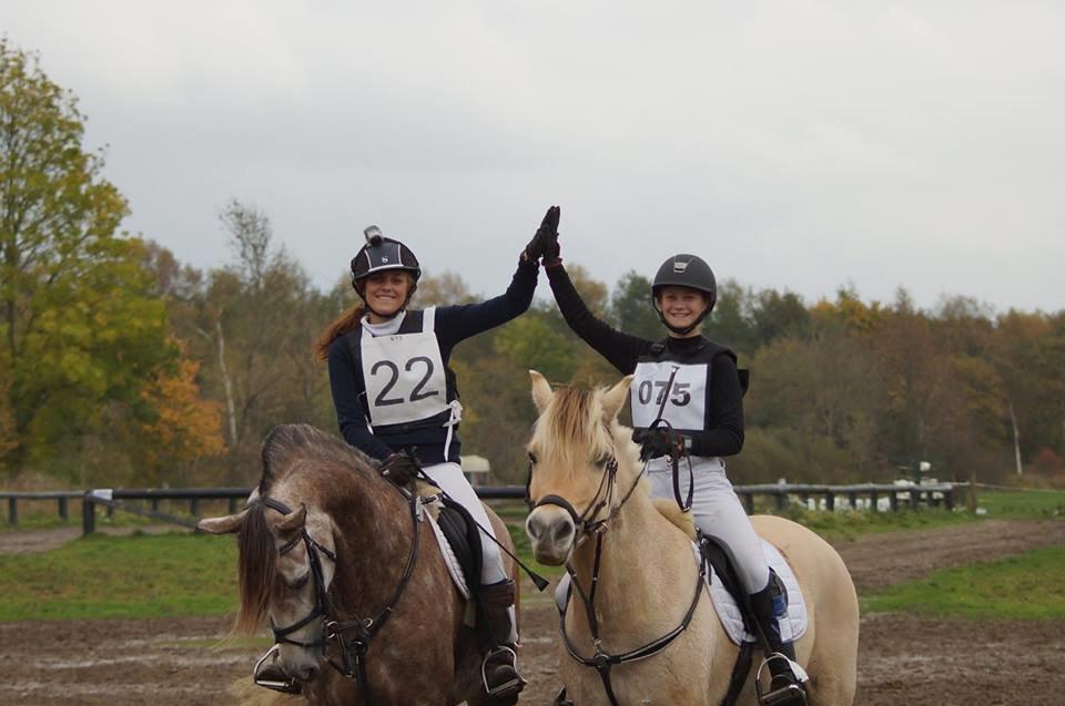 Fjordhest Thor Lysholm billede 7