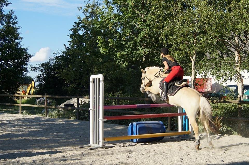 Fjordhest Thor Lysholm billede 2