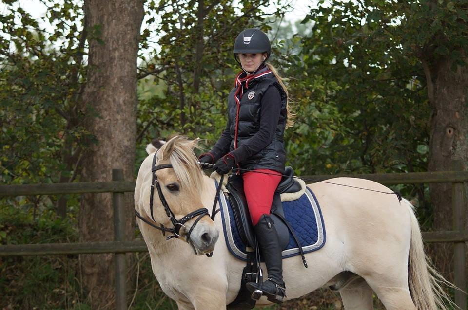 Fjordhest Thor Lysholm billede 5