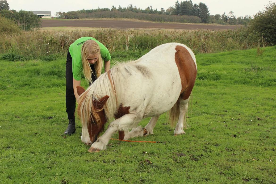 Anden særlig race Smut - Neje, efteråret 2014 taget af Malene <3 billede 11