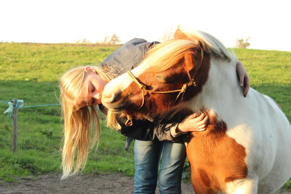 Anden særlig race Smut - Et kys fra min ven, i solnedgangen <3 efteråret 2014 taget af Malene <3 billede 8