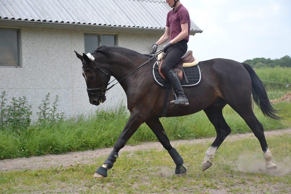 Oldenborg Overdrevsgårdens Mads billede 1