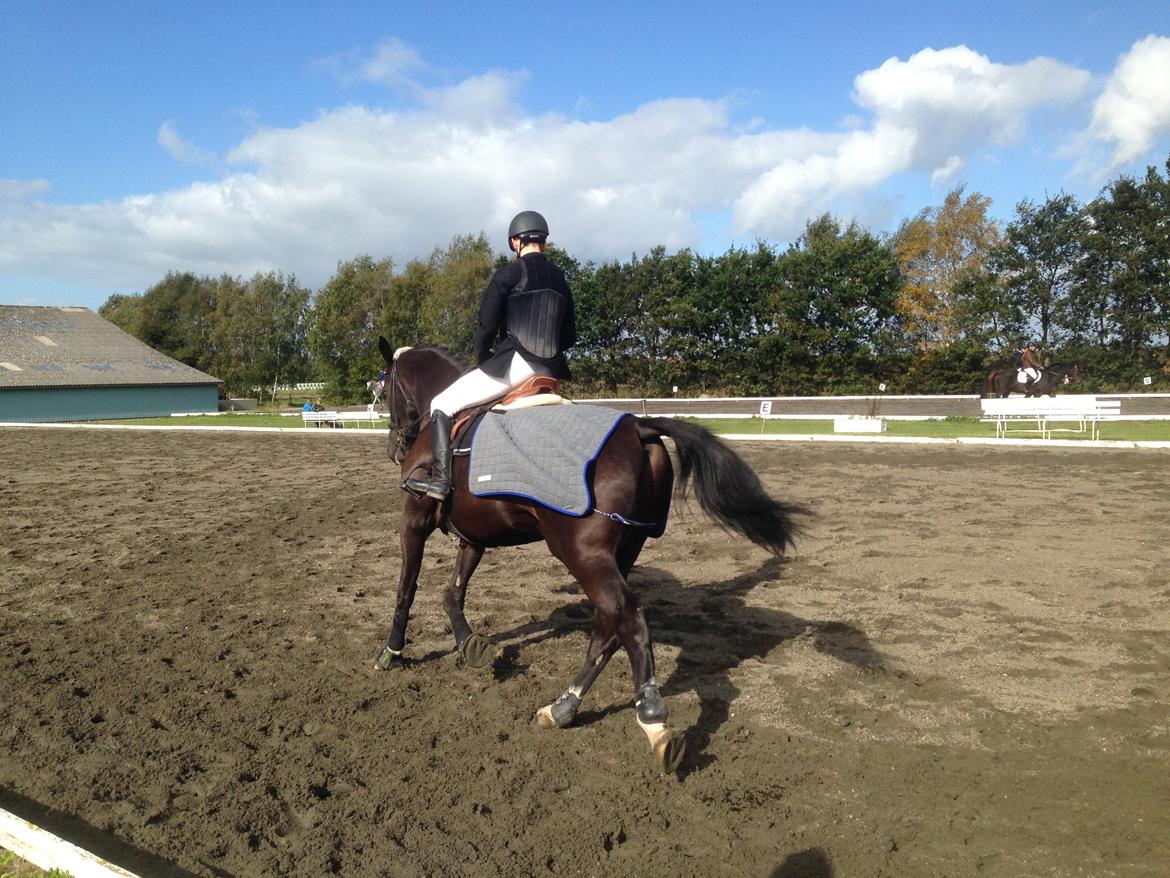 Oldenborg Overdrevsgårdens Mads billede 13