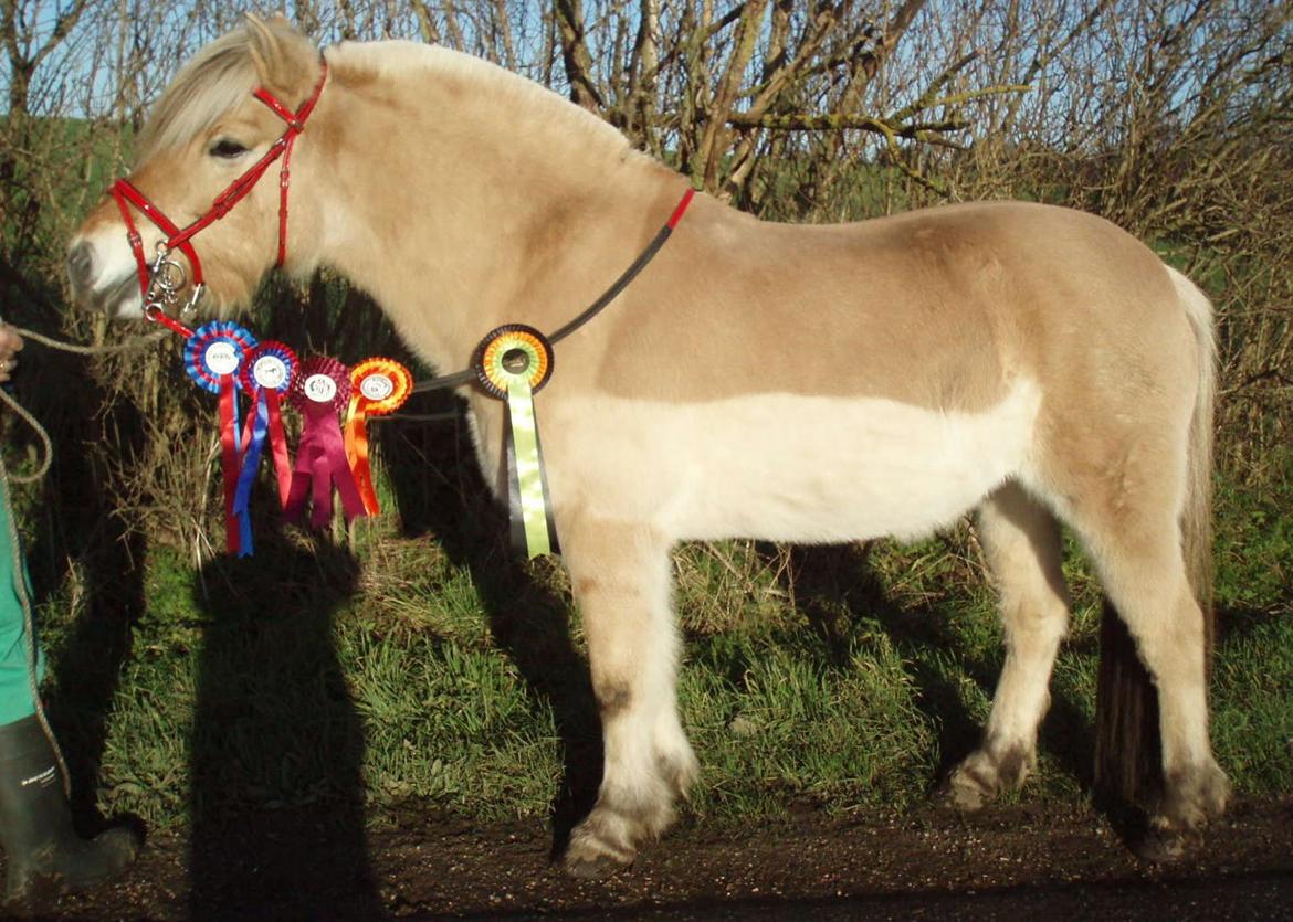 Fjordhest LINDEGAARDS ZARINA billede 38