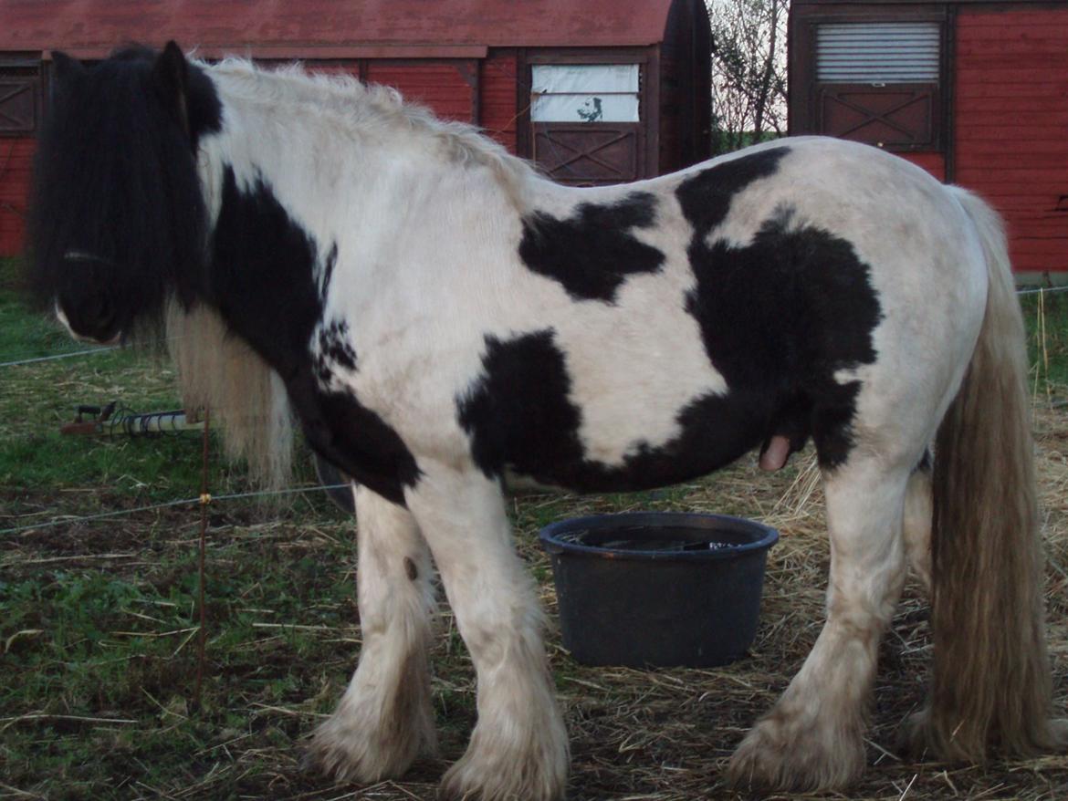 Irish Cob Mr. Sullivan *Avlshingst* - 6 December 2014 billede 22