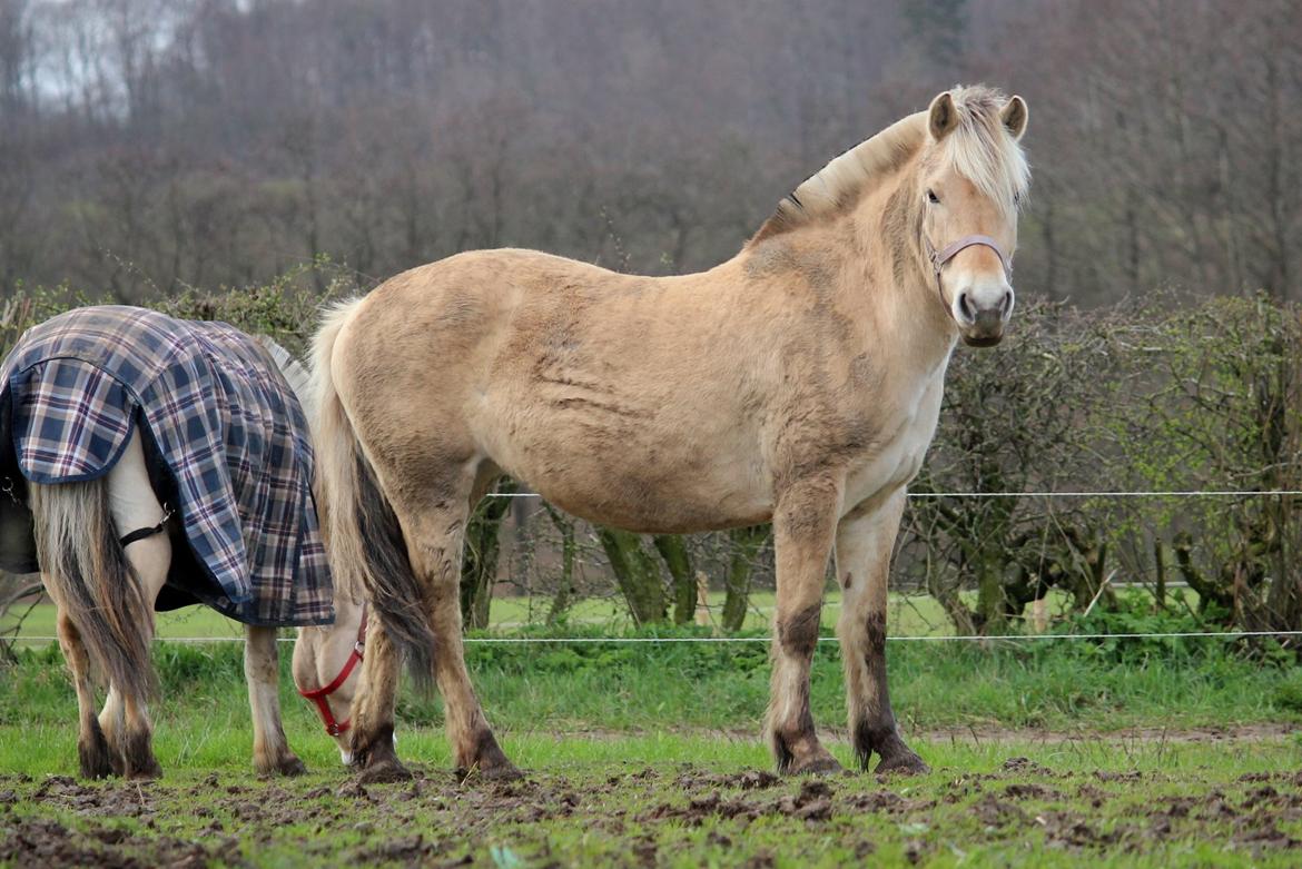 Fjordhest Bibi - Beskidte Bibi på folden :) billede 8