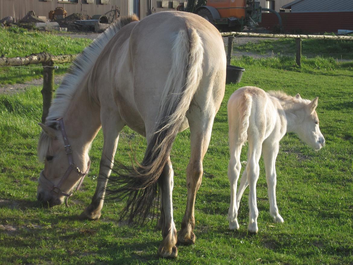 Fjordhest Bibi - Bibi med hendes hingsteføl, Lamhaves Confetti. Maj 2010 billede 5
