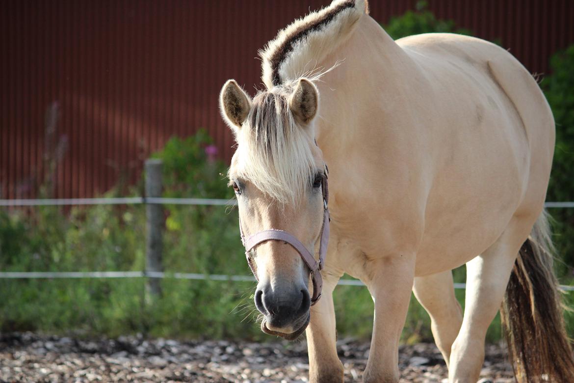 Fjordhest Bibi - Bibi <3 billede 13