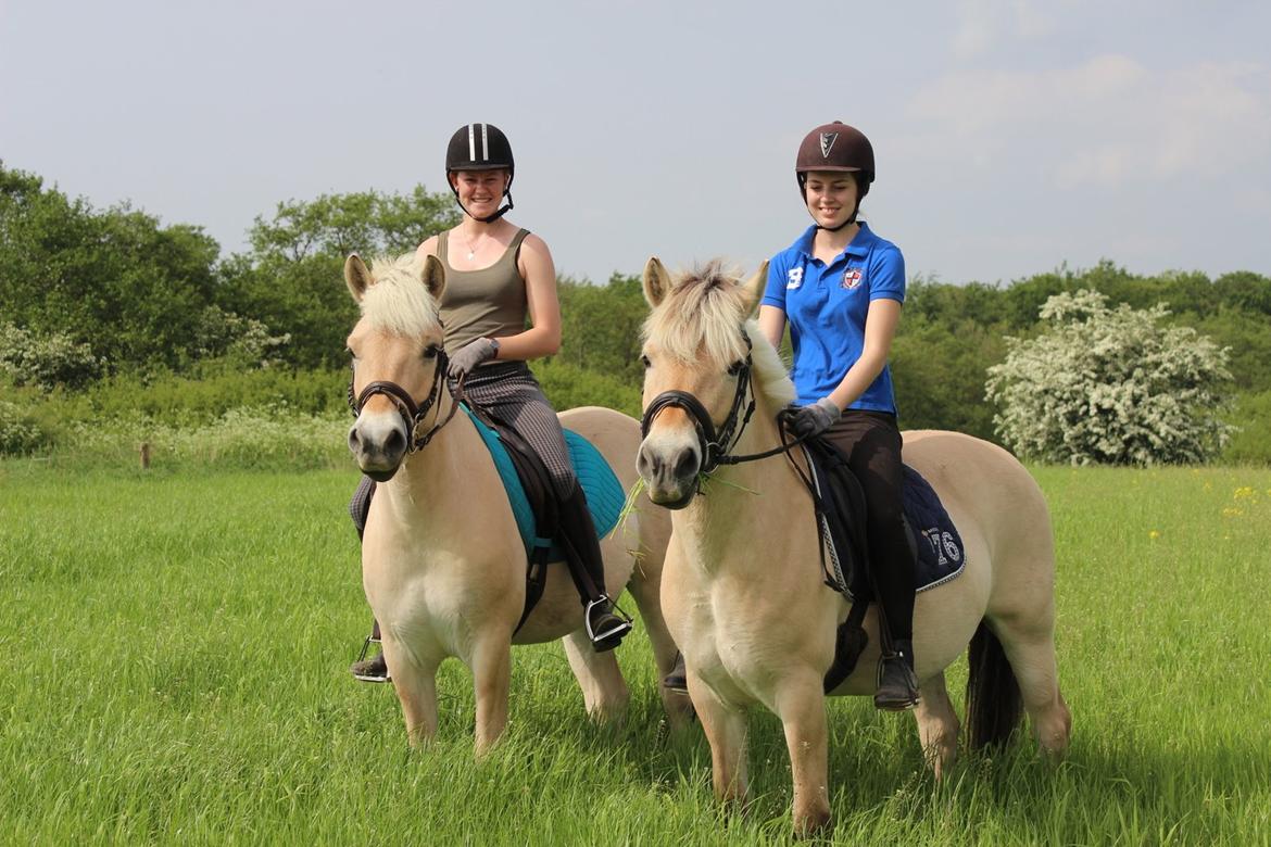 Fjordhest Bibi - Mor og søn på skovtur! Bibi og Signe til højre, Confetti og jeg til venstre. billede 10