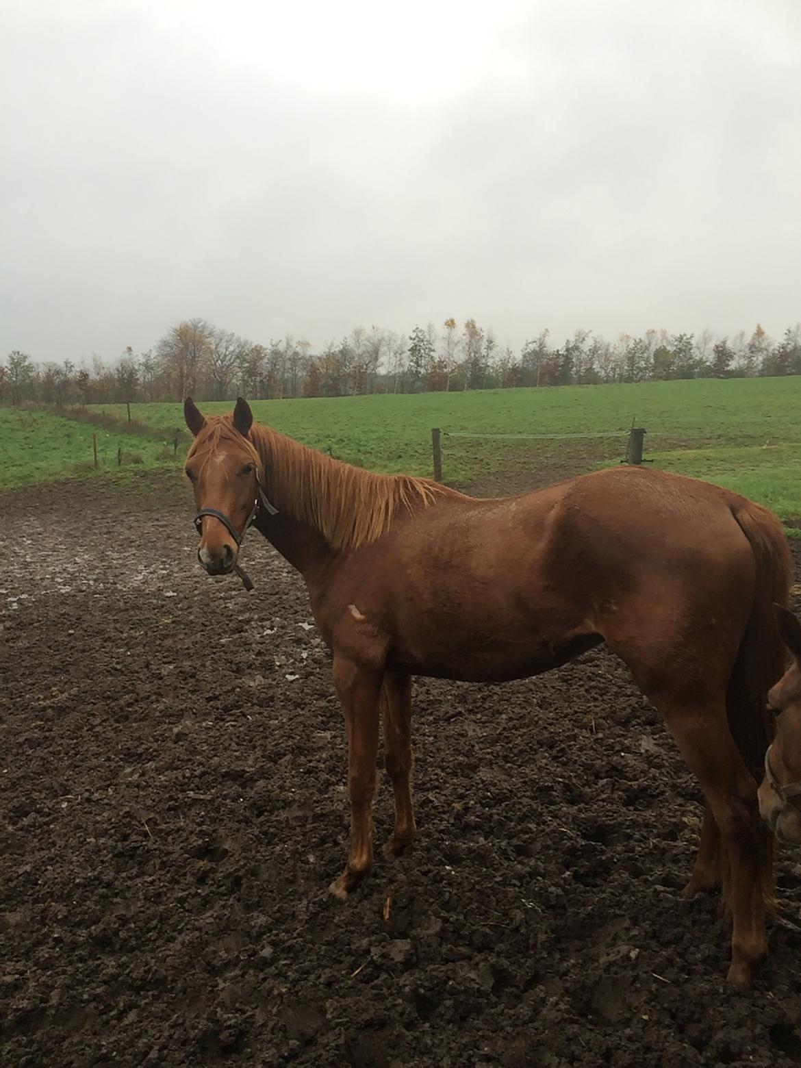 Welsh Partbred (Sec F) Aastrupgaards Ask billede 5