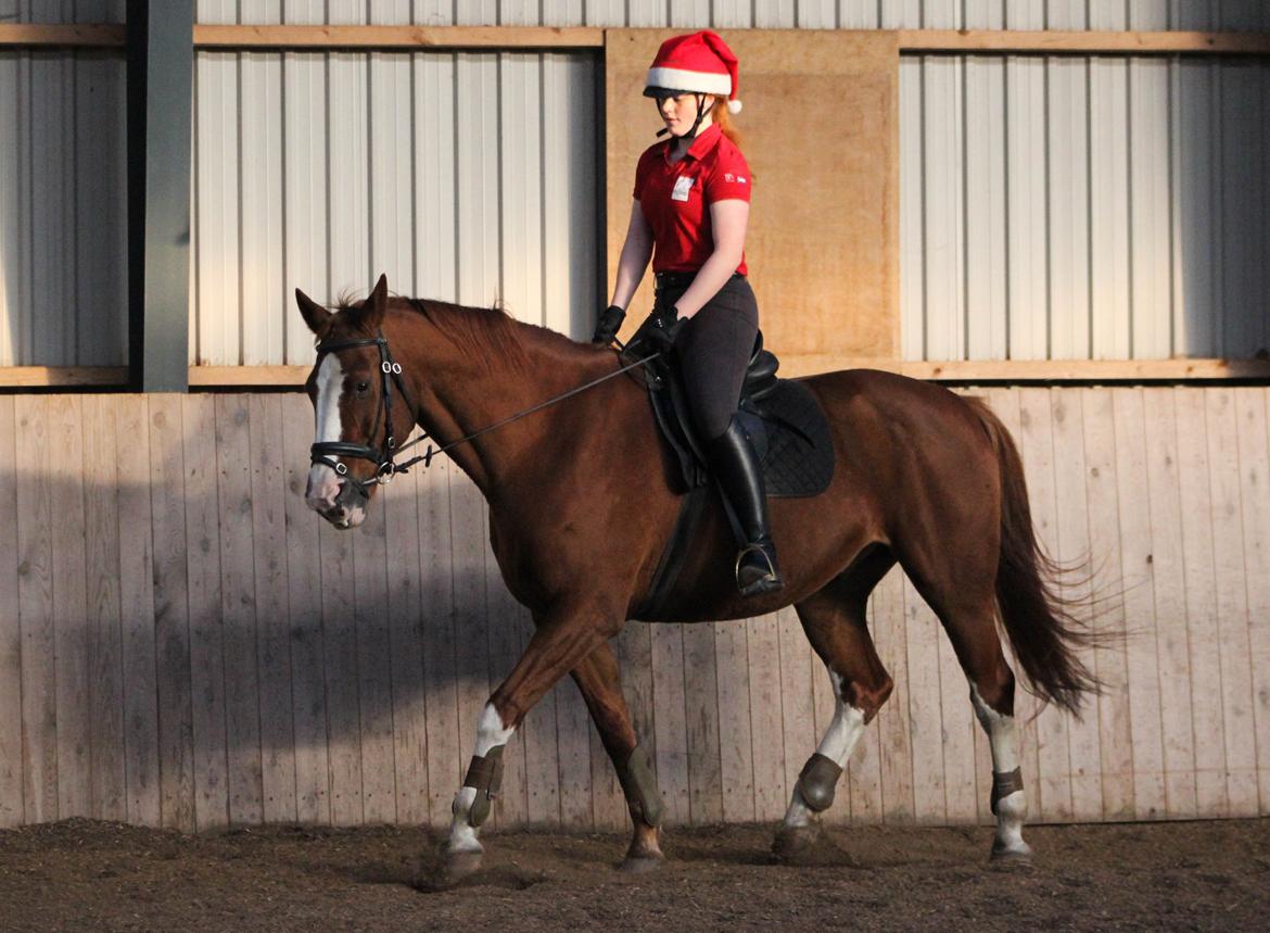 Dansk Varmblod Faberge - ' billede 14