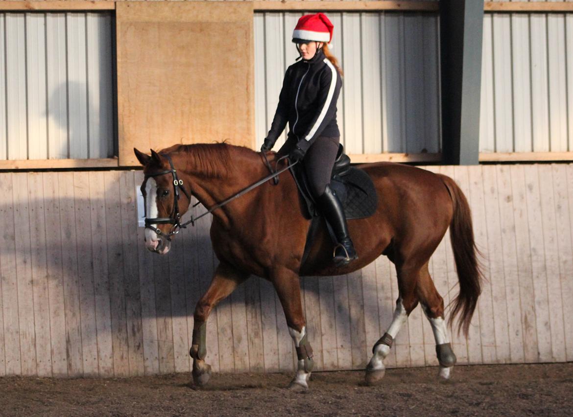 Dansk Varmblod Faberge - Så dejlig og blød! billede 2