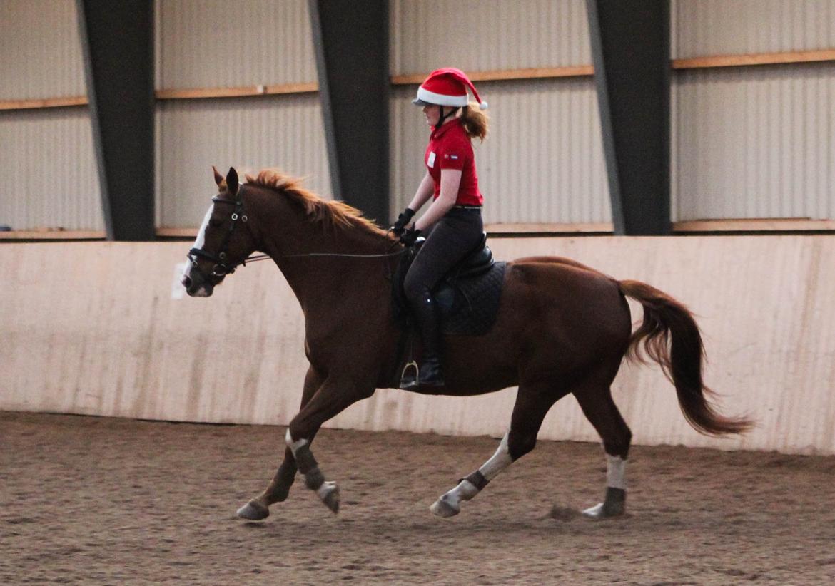 Dansk Varmblod Faberge - Første galop siden august - FED følelse! billede 19