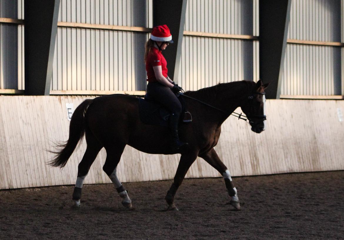 Dansk Varmblod Faberge - Vi prøver da - Nedsidning er ikke vores stærke side billede 10