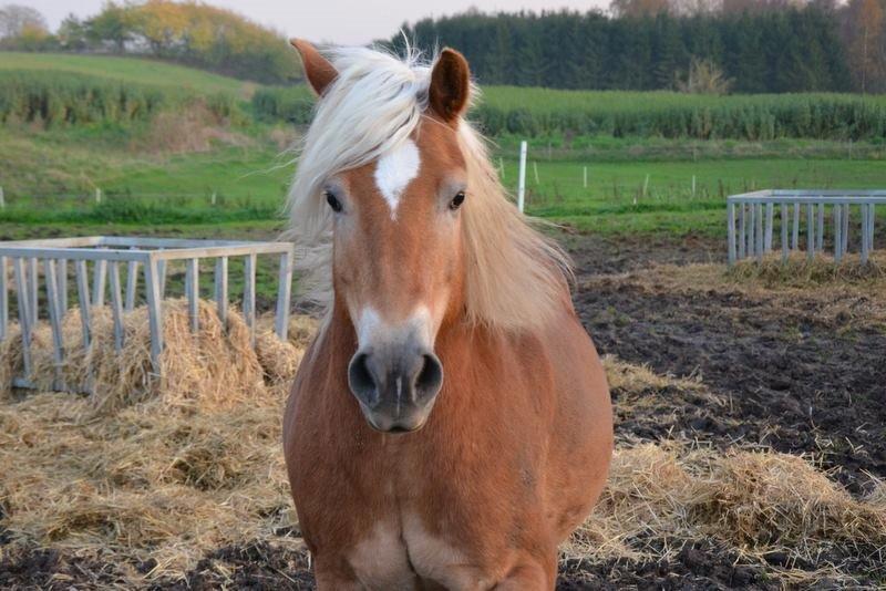 Tyroler Haflinger Wesli billede 7