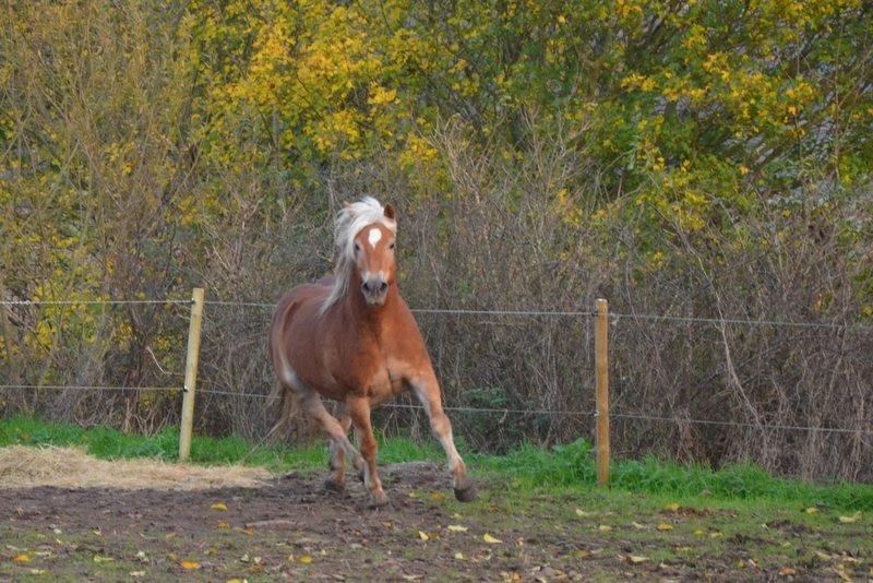 Tyroler Haflinger Wesli billede 8