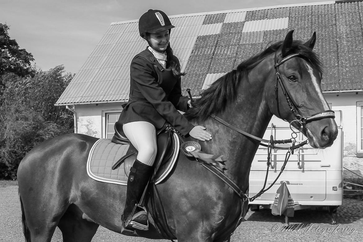 Dansk Varmblod Westergaardens Lucky Star billede 2