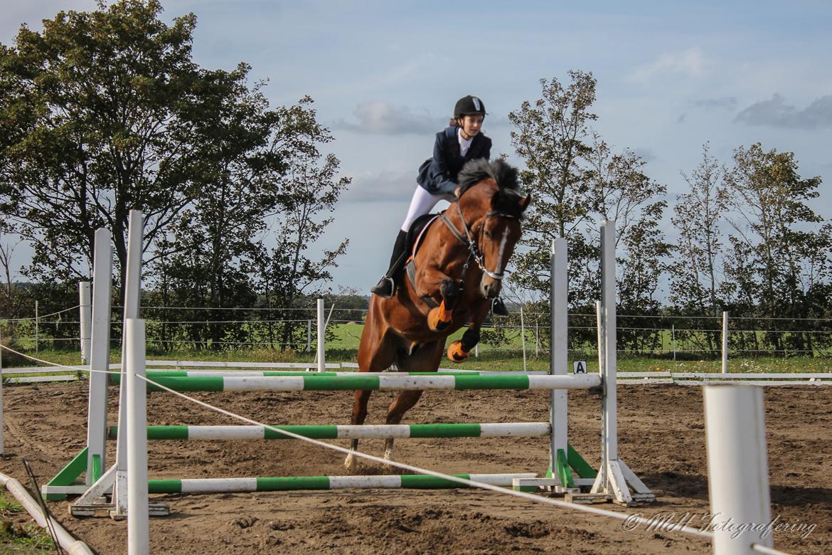 Dansk Varmblod Westergaardens Lucky Star billede 12