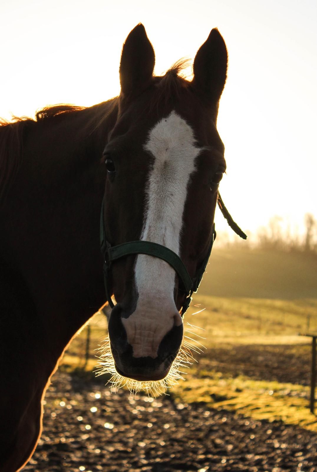 Dansk Varmblod Faberge billede 3