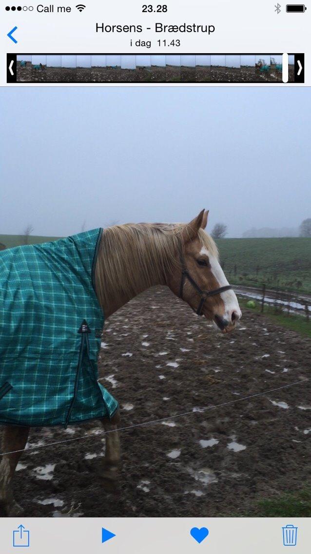 Palomino Crowns Chamberlain billede 17