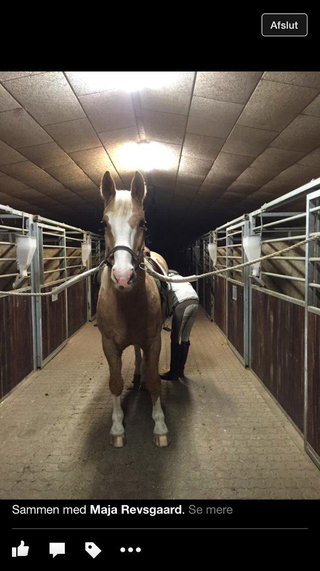 Palomino Crowns Chamberlain billede 18