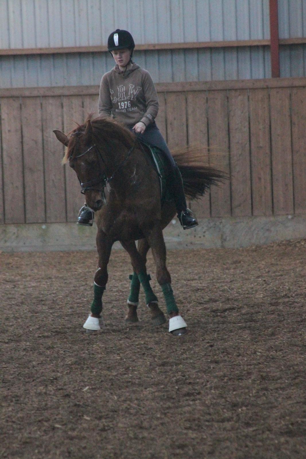 Dansk Varmblod Bona's Fair Lucca - 6 December 2014 - Laksen og hendes gamle ejer Marie Louise der træner til et stævne sammen, 3 ½ år efter salget til mig billede 14