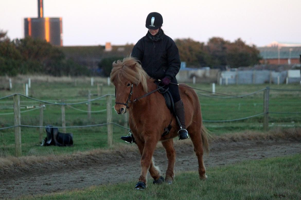 Islænder Andvari fra Nylund - 06/12-2014 billede 11