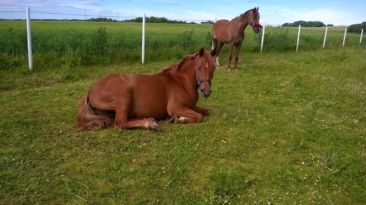 Anden særlig race Elena billede 20
