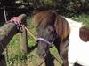 Shetlænder Stjernen's Malou