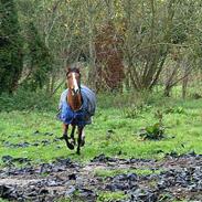 Anden særlig race Rikke *SOLGT* savn.