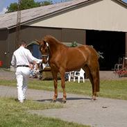 Dansk Varmblod CHILI