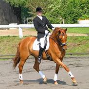 Dansk Varmblod CHILI