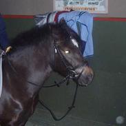 New Forest Bjernagergårds Mischa