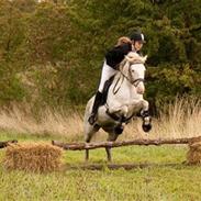 Welsh Cob (sec D) Funny