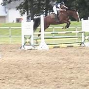 Dansk Varmblod Møllegårdens karisma