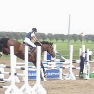 Dansk Varmblod Møllegårdens karisma