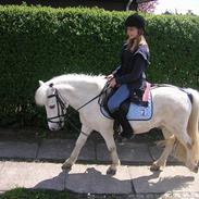 Anden særlig race Rasmus - R.I.P d. 16/8 07