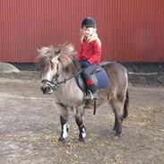 Anden særlig race Slyngstens Bine 