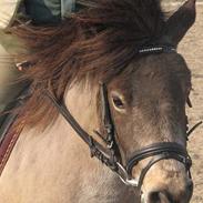 Anden særlig race Slyngstens Bine 