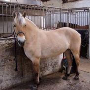 Fjordhest Kragelund`s Embla